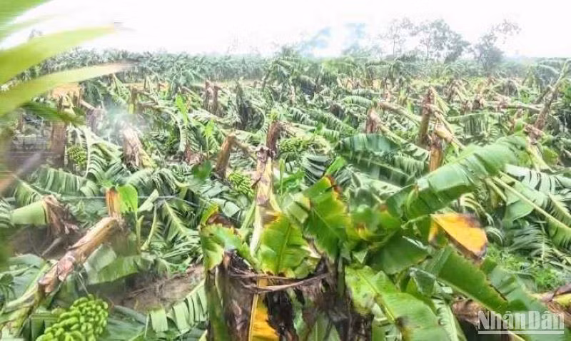 Có khoảng 40ha chuối ở xã Hồng An (huyện Hưng Hà) bị ngã đổ sau bão.