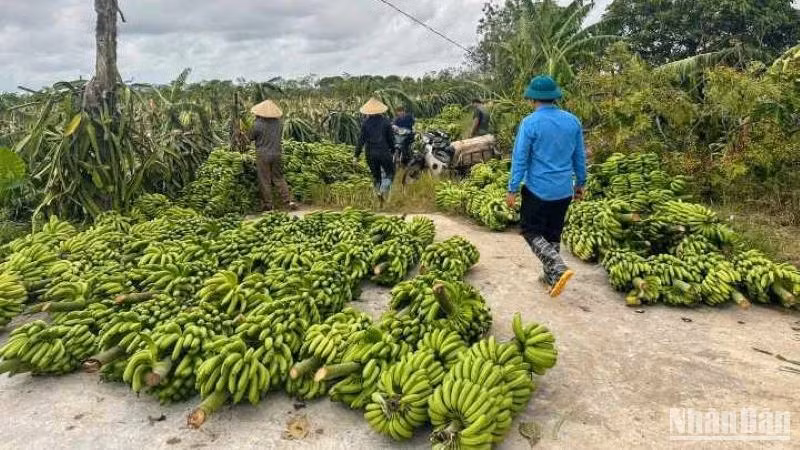 Số lượng chuối tiêu hồng ở xã Hồng An (Hưng Hà, tỉnh Thái Bình) cần được "giải cứu" là rất lớn.