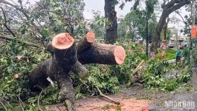 Cây đổ khắp nơi trên địa bàn thành phố Thái Bình.