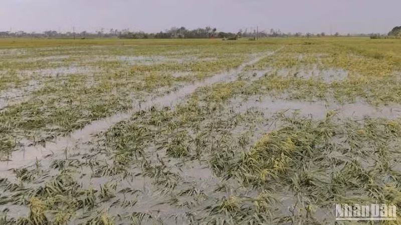 Lúa mùa ở xã Thụy Bình (huyện Thái Thụy) đổ rạp, khả năng mất trắng.
