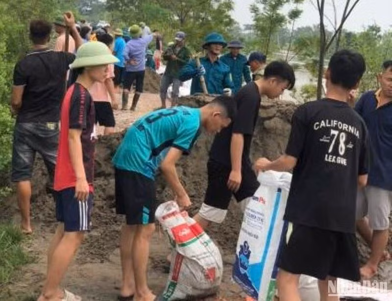 Các bạn trẻ xã Vũ Tiến (tỉnh Thái Bình) phối hợp cùng lực lượng hộ đê đóng các bao tải cát để xử lý chống tràn đê, kè trên địa bàn.