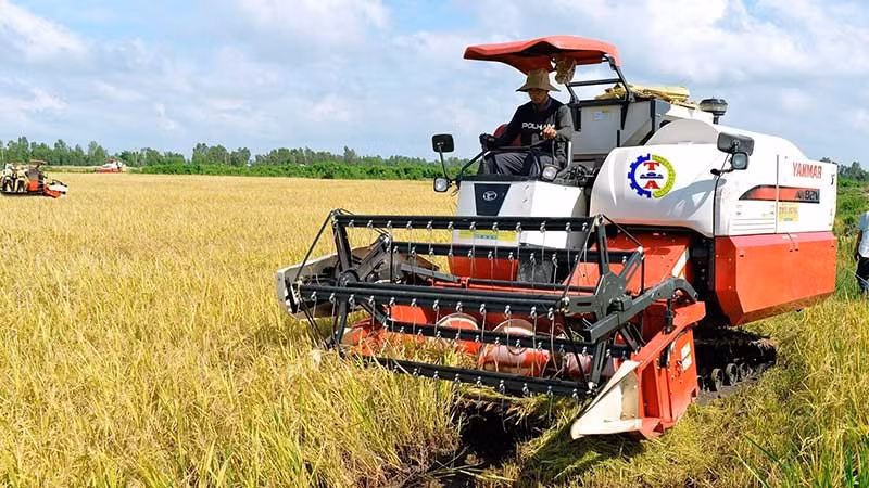 Sản xuất lúa chất lượng cao được triển khai ở nhiều địa phương nhằm nâng cao giá trị cho gạo xuất khẩu của Việt Nam. (Ảnh: TRẦN MINH)