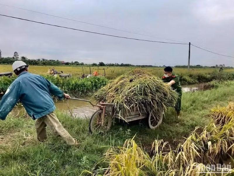 Tỉnh Thái Bình chỉ đạo các địa phương vận động bà con ra đồng gặt nhanh diện tích lúa đã chín, đề phòng mưa úng có thể xảy ra trong các ngày tới.
