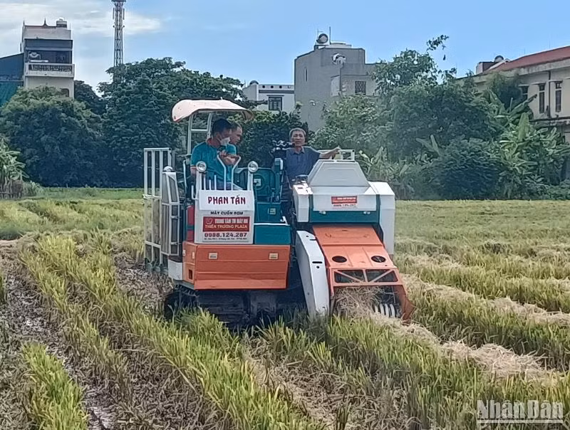 Các đơn vị thu mua rơm cuộn dùng làm thức ăn cho trang trại bò và một phần để trồng nấm. (Ảnh: Mai Tú)