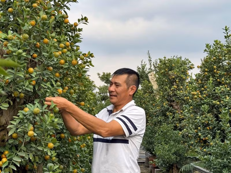 Ông Thắng cắt tỉa cành quất, tạo thế để kịp bán trong dịp Tết Nguyên đán Ất Tỵ 2025.