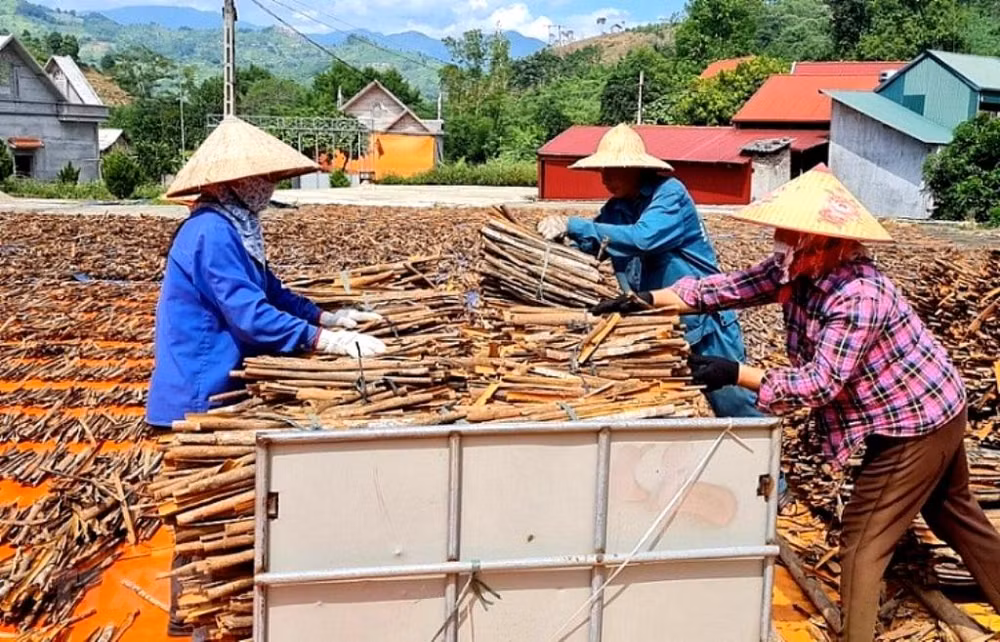 Chế biến quế phơi khô xuất khẩu