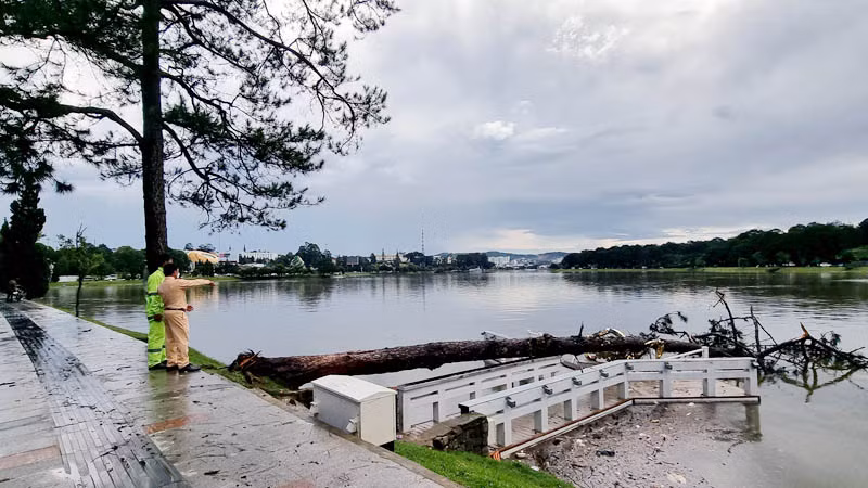 Cây xanh đường kính khá lớn ngã đè cây cầu chữ Y trên hồ Xuân Hương.