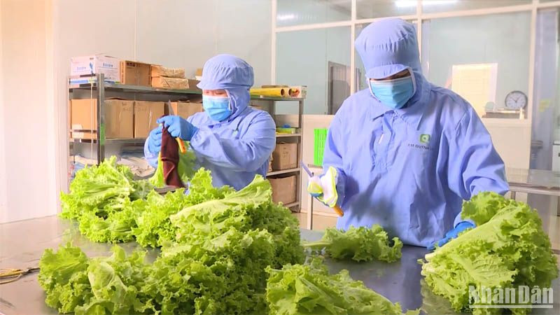 Sản xuất nông nghiệp hữu cơ bền vững tại Lâm Đồng.