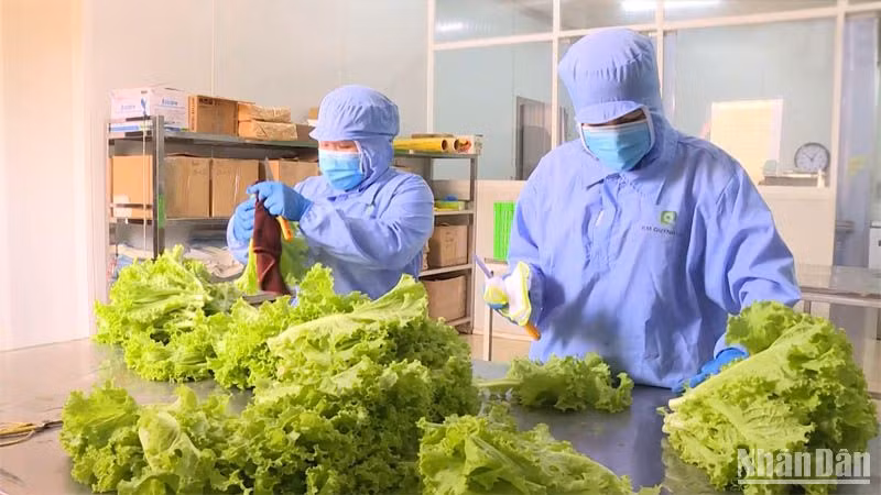 Sản xuất nông nghiệp hữu cơ bền vững tại Lâm Đồng.