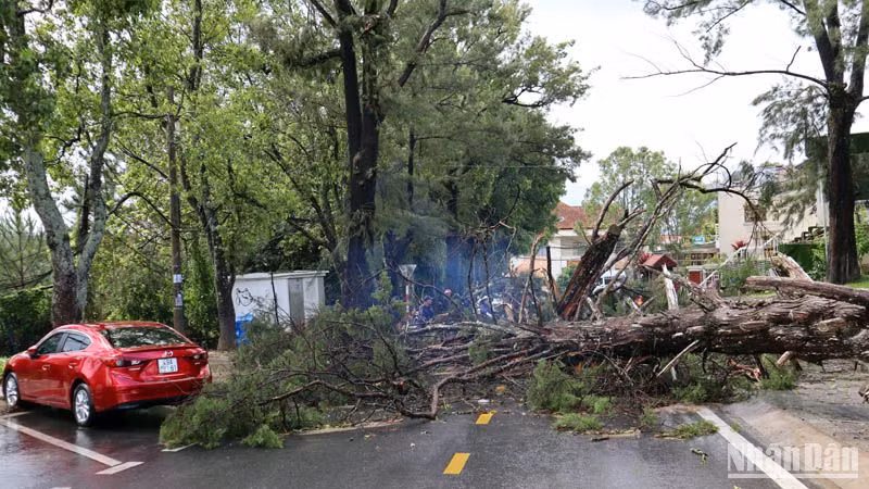 Cây xanh ngã đổ chắn ngang đường Chu Văn An, phường 3, thành phố Đà Lạt.