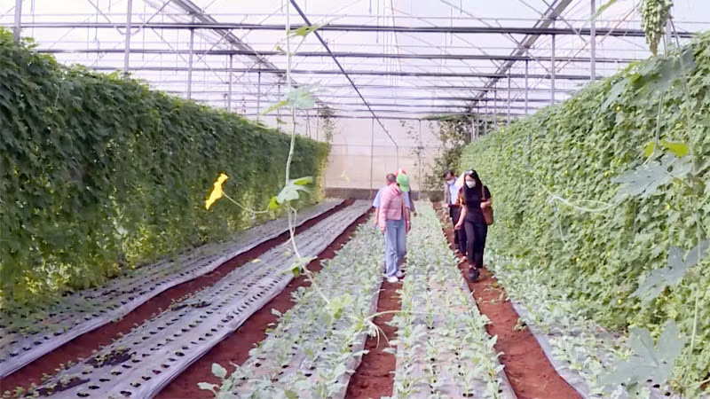 Sản xuất nông nghiệp hữu cơ đang là xu thế với nhiều lợi ích.