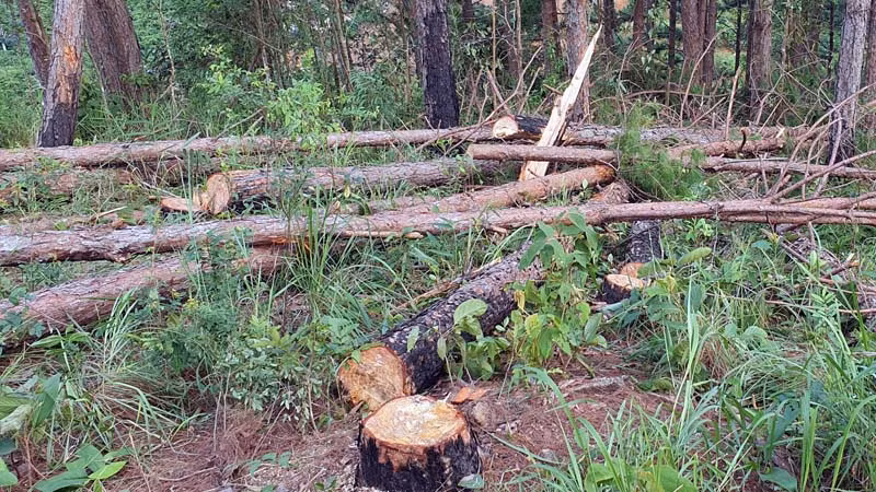 Rừng thông bị triệt hạ nằm la liệt.