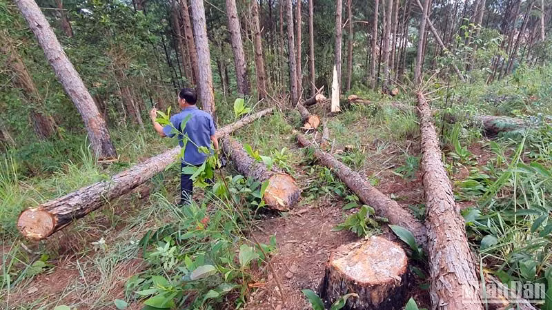 Hiện trường vụ triệt hạ rừng thông.