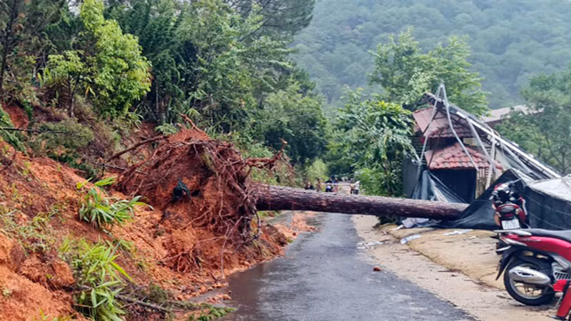 Thông cổ thụ ngã đổ làm sập nhà kính ở đường Đặng Thái Thân, thành phố Đà Lạt.