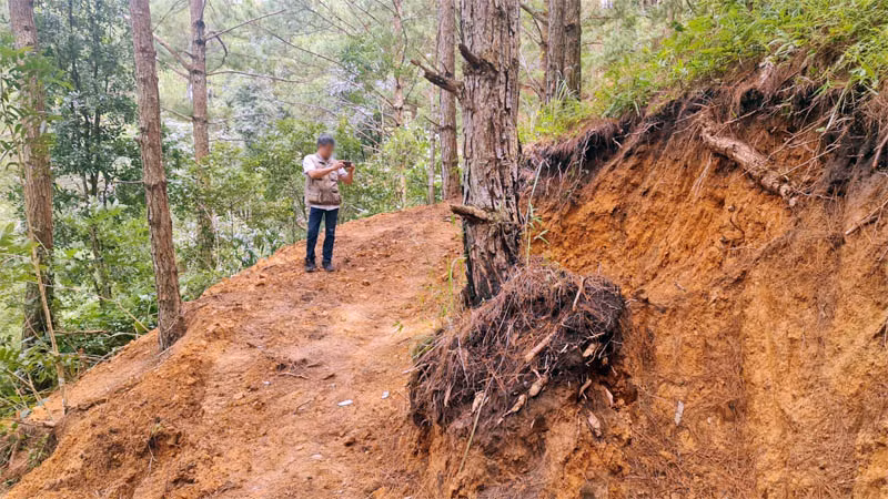 Một gốc thông bị tác động.