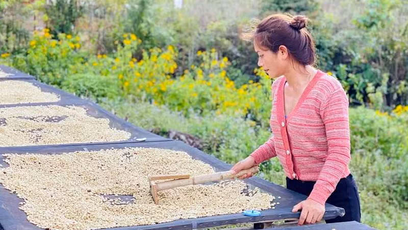 Nhà nông sản xuất cà-phê sạch tại Lâm Đồng.