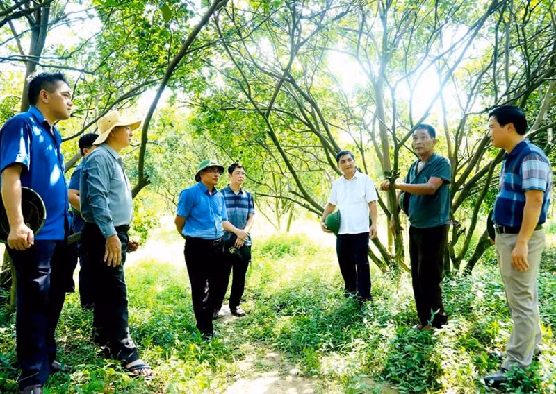 Cơ quan chức năng khảo sát tình trạng bệnh vàng lá trên cây cam tại huyện Bắc Quang.