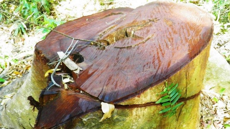 Một cây gỗ bị chặt hạ trái phép còn trơ lại gốc.