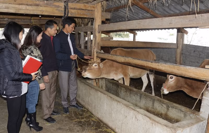 Nhiều hộ dân tại huyện Hoàng Su Phì (Hà Giang) đầu tư chăn nuôi bò theo quy mô trang trại. 