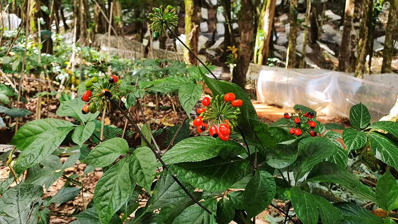 \Sâm Ngọc Linh Kon Tum vào mùa thu hoạch hạt.