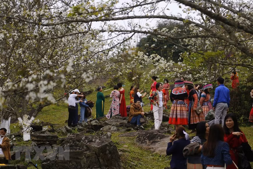 Hiện tại, xã Hồng Thái có hơn 105ha diện tích trồng lê. (Ảnh: Nam Sương/TTXVN)