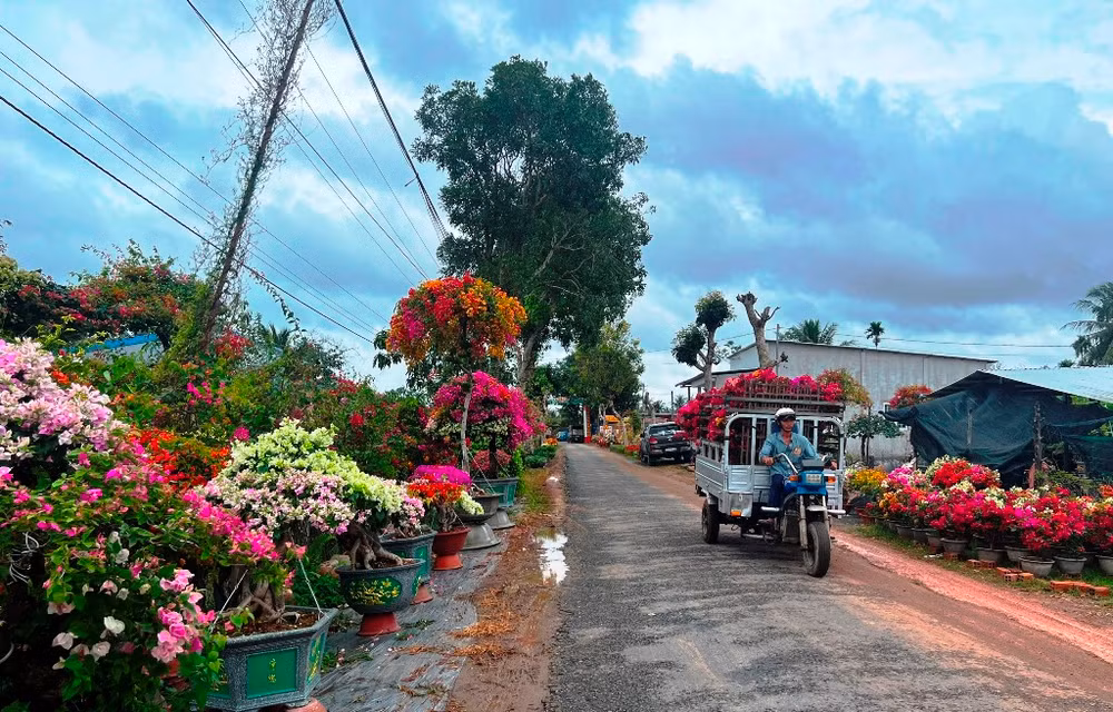Những ngày này nhiều con đường tại huyện Chợ Lách tràn ngập sắc hoa.