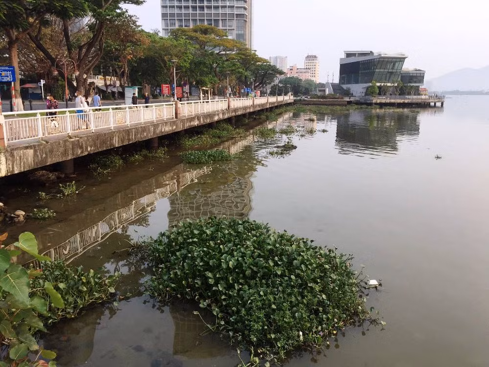 Chính quyền địa phương cần có giải pháp để xử lý khối lượng bèo rất lớn này.