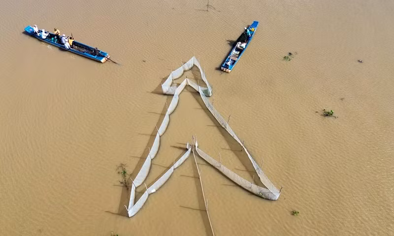 Nước trên đồng giựt mạnh, đường dớn lưới cá linh của anh Tùng lộ rõ hẳn lên trên mặt nước.