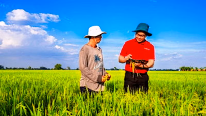 Agribank cho vay lúa gạo chất lượng cao.