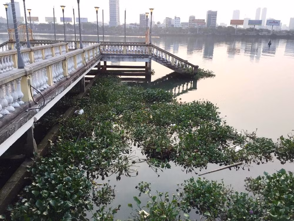 Bèo tấp kín khu vực cầu chữ T (trước Bảo tàng Đà Nẵng) sáng 21/4.