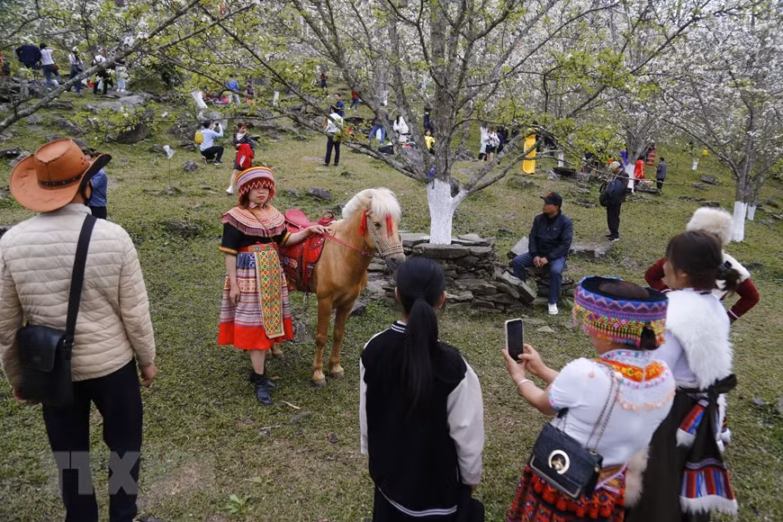 Rất đông khách du lịch có mặt để thưởng thức, chụp ảnh hoa lê. (Ảnh: Nam Sương/TTXVN)