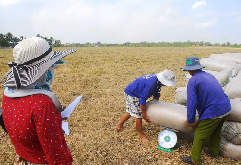 Thương lái đến tận ruộng thu mua lúa cho nhân dân tại xã Phú Nhuận, huyện Cai Lậy, tỉnh Tiền Giang.