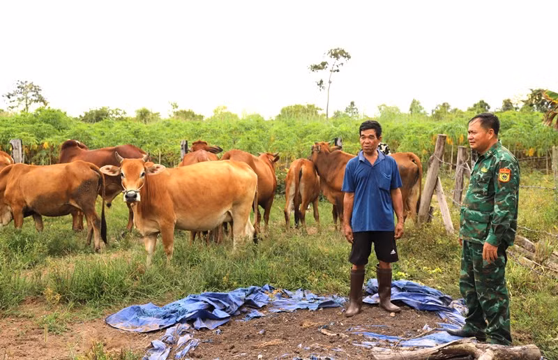 Ngoài thời gian công tác, Thiếu tá Từ Văn Sương thường xuyên về thăm hỏi, hướng dẫn vợ chồng ông Nguyễn Văn Triều chăm sóc đàn bò.