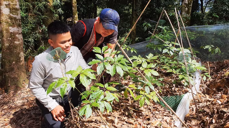 Công nhân chăm sóc sâm Ngọc Linh Kon Tum.