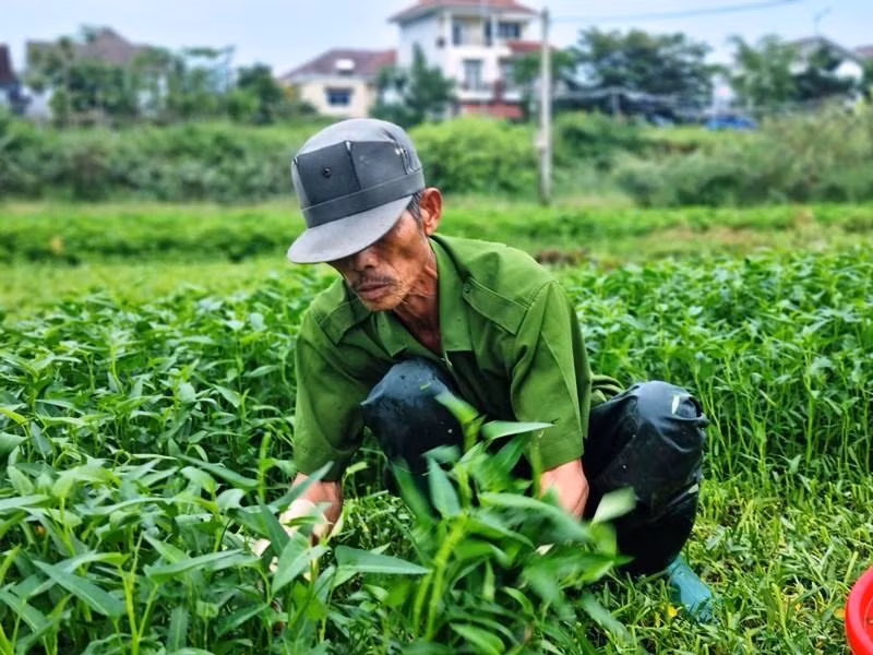 Bà con nông dân vùng trồng rau La Hường tất bật thu hoạch rau chạy bão số 4.