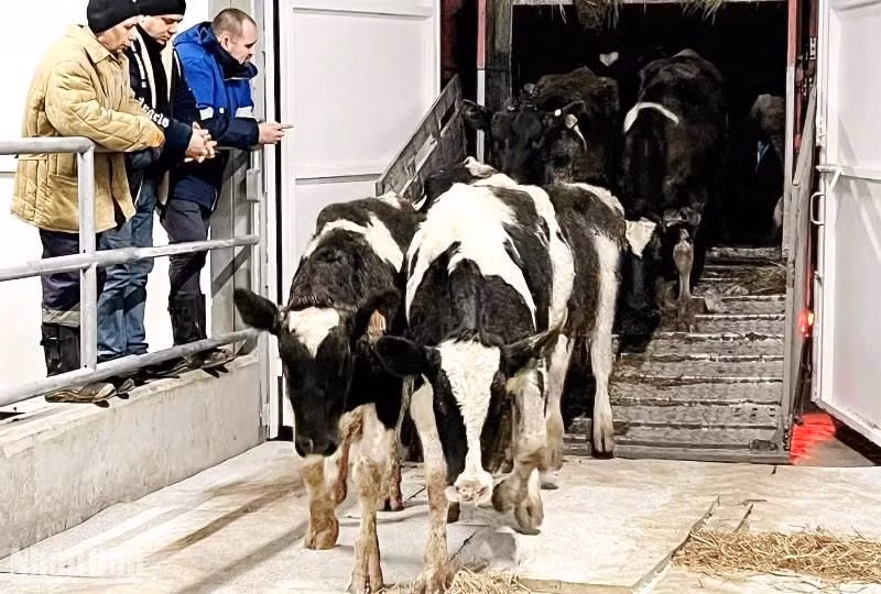 Những cô bò đầu tiên vào trang trại. (Ảnh: Thanh Thể)