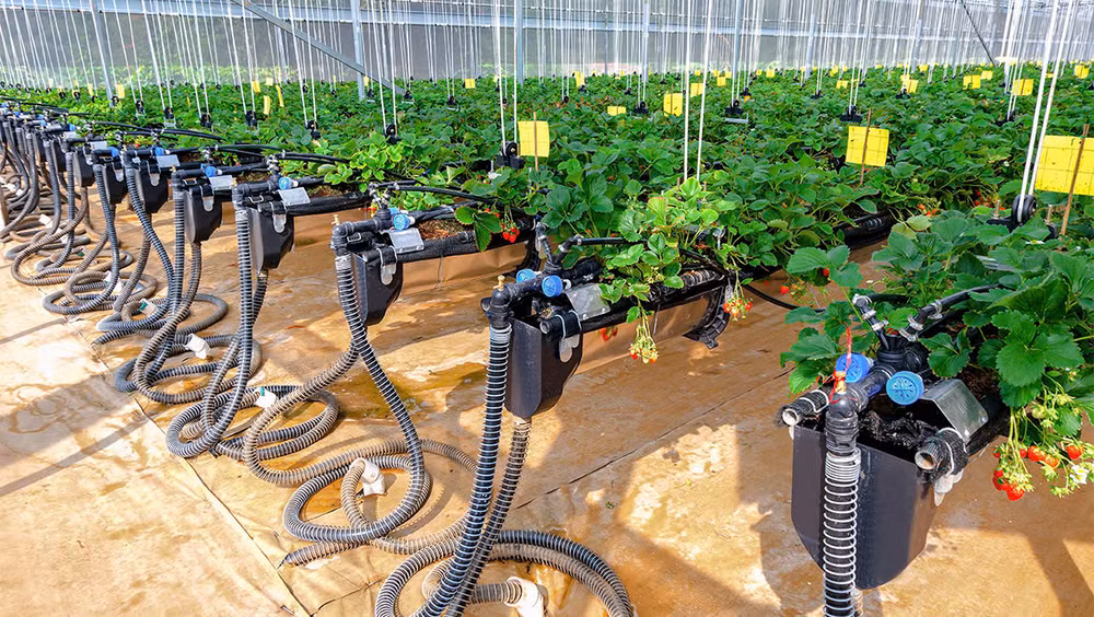 Ứng dụng công nghệ IoT và cảm biến trong canh tác nông nghiệp.