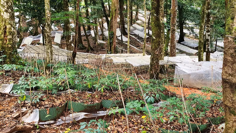 Sâm Ngọc Linh Kon Tum được trồng dưới tán rừng già.