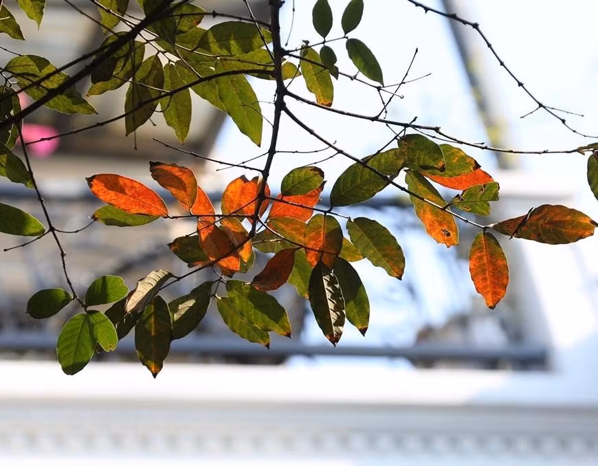 [Ảnh] Đắm chìm cùng Hà Nội dịu dàng trong những ngày cuối thu ảnh 3