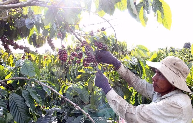 Người dân tỉnh Lâm Đồng thu hoạch cà-phê.