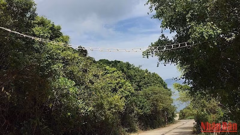 Đà Nẵng chi 8 tỷ đồng trồng thêm hoa thàn mát, bằng lăng tạo điểm nhấn đặc sắc trên bán đảo Sơn Trà. 