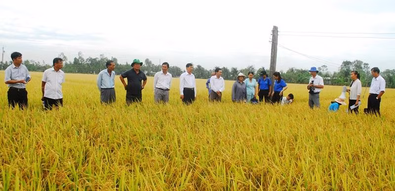 Ngành nông nghiệp và chính quyền địa phương tham quan khu ruộng trồng lúa VD20 tại xã Tăng Hòa, huyện Gò Công Đông (Tiền Giang).