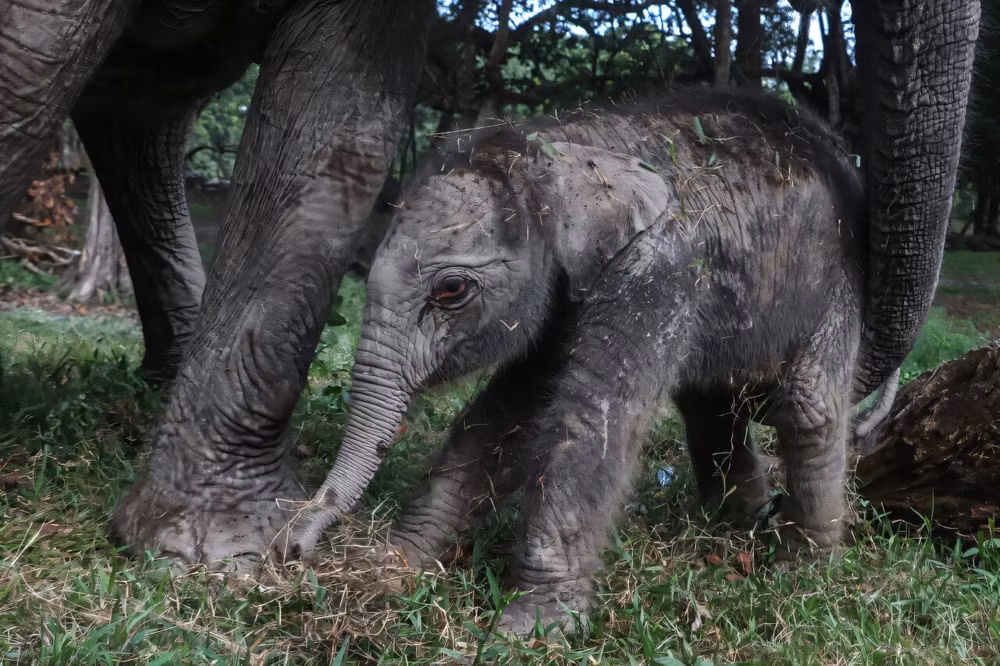 Một con voi Sumatra cái đã chào đời tại công viên sinh thái Buluh Cina ở Riau trên đảo Sumatra, Indonesia. Ảnh: phys.org