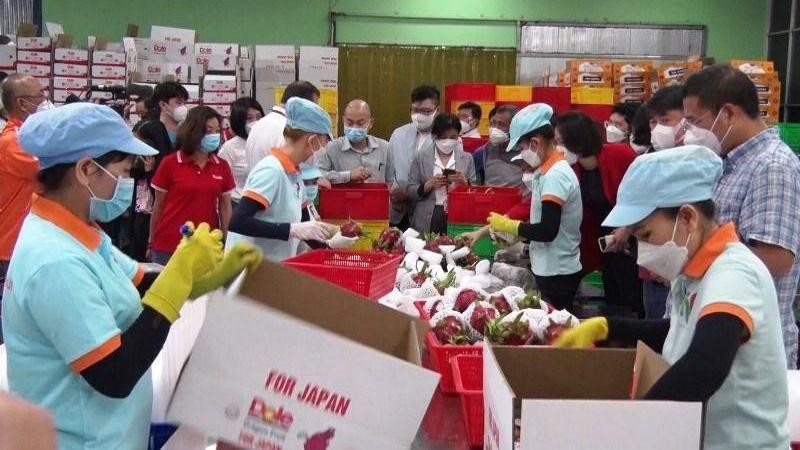 Sơ chế thanh long xuất khẩu sang thị trường Nhật Bản tại Công ty TNHH Hoàng Phát, thị trấn Tầm Vu, huyện Châu Thành, Long An.