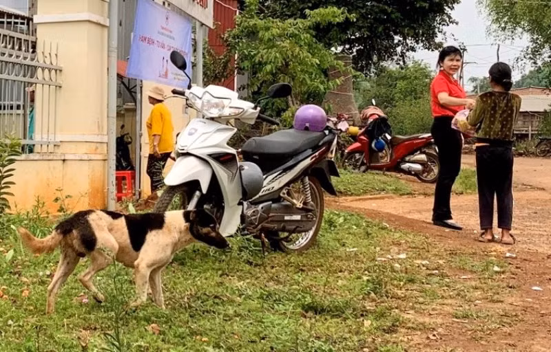 Nuôi cho thả rông là một trong những nguyên nhân dẫn đến bệnh dại (ảnh minh họa).
