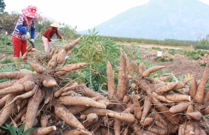 Đầu tháng 2/2023, lượng nguyên liệu sắn đang ít dần sau Tết và giá thu mua nguyên liệu tăng lên.