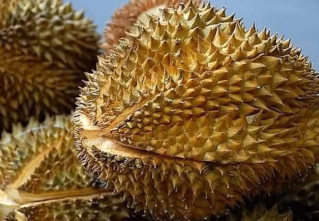 Hiện nay, tại các địa phương thuộc vùng đồng bằng sông Cửu Long, Đông Nam Bộ và Tây Nguyên cây sầu riêng vẫn đang có hiện tượng phát triển nóng.