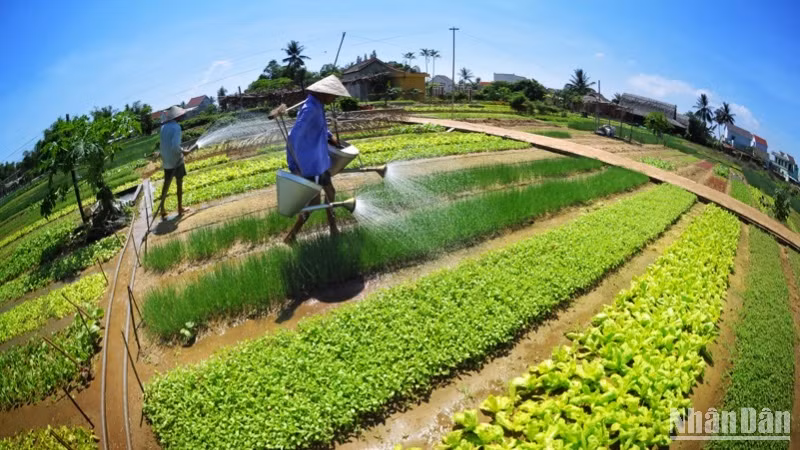 Làng rau Trà Quế - điểm du lịch xanh trong lòng Hội An. (Ảnh: VŨ LINH)