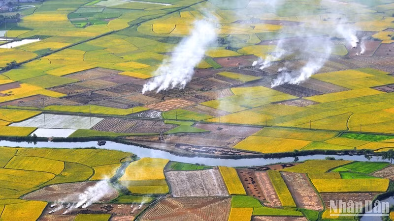 Cánh đồng lúa vào mùa chín ở Bắc Sơn, Lạng Sơn. (Ảnh: VŨ LINH)