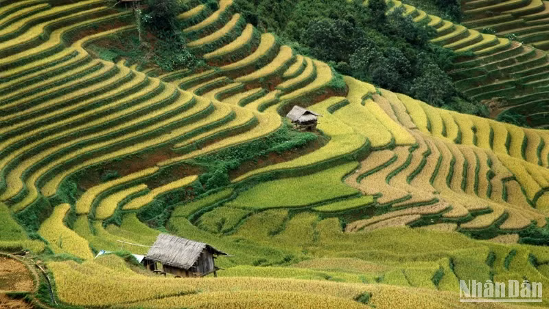 Mùa vàng Mù Cang Chải, Yên Bái. (Ảnh: VŨ LINH) 